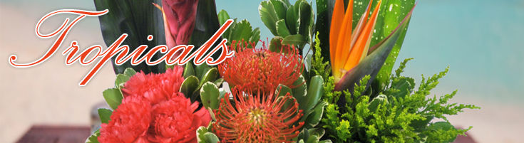 Tropical Designs