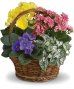 Flowering Plants