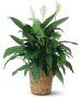 Green Plants