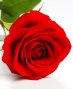 Love and Romance