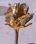 24K Forever Rose
