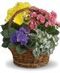 Flowering Plants