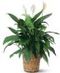 Green Plants