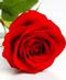 Love and Romance