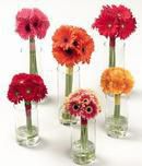 Gerbera Daisy Bouquets
