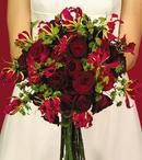 Gloriosa Lily
