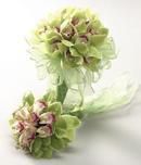 Green Cymbidium