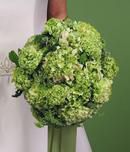Green Hydrangea and Carnation