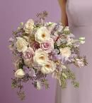 Ivory and Lavender