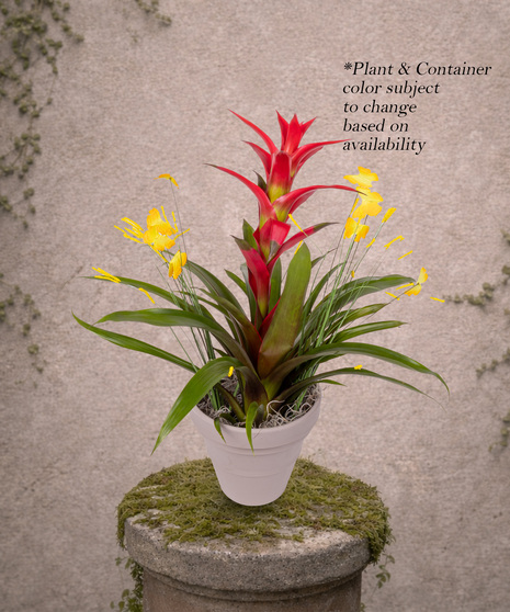 Tropical Radiance Bromeliad