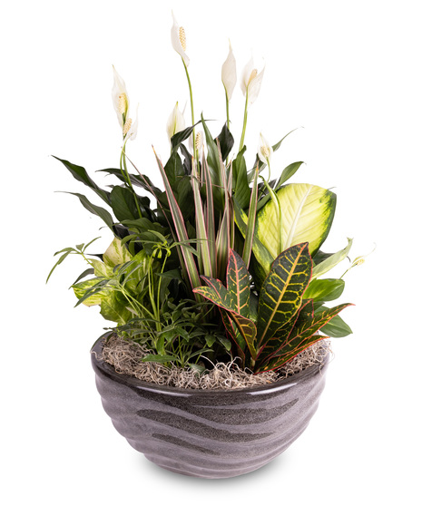 Forever Green - Premium Dish Garden