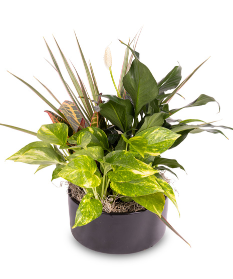 Peaceful Path - Standard Dish Garden