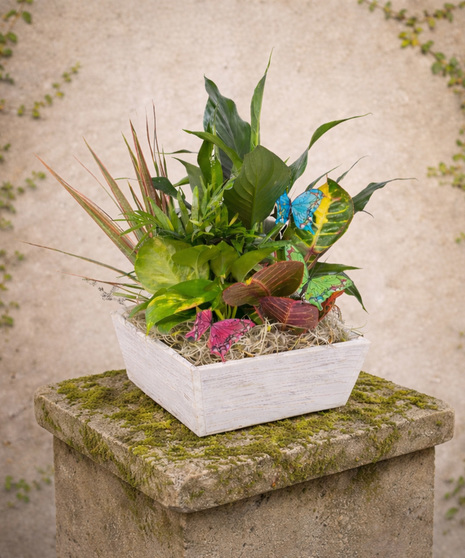 Woodland Oasis - Dish Garden