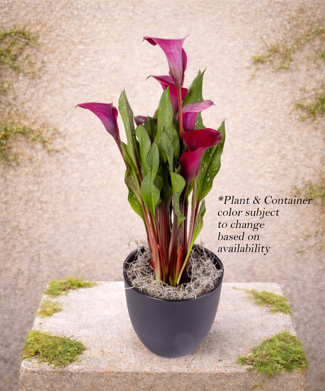 Calla Lily Plant in Modern Pot