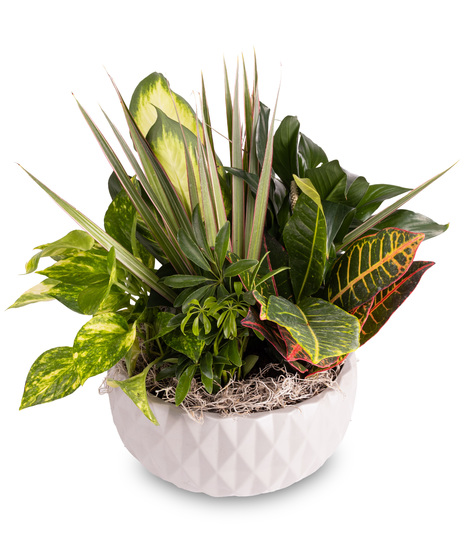 Croton, Schefflera and More Dish Garden