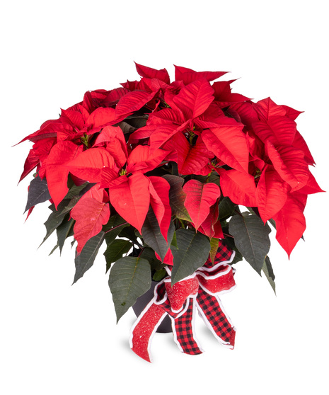 Double Poinsettia Plant