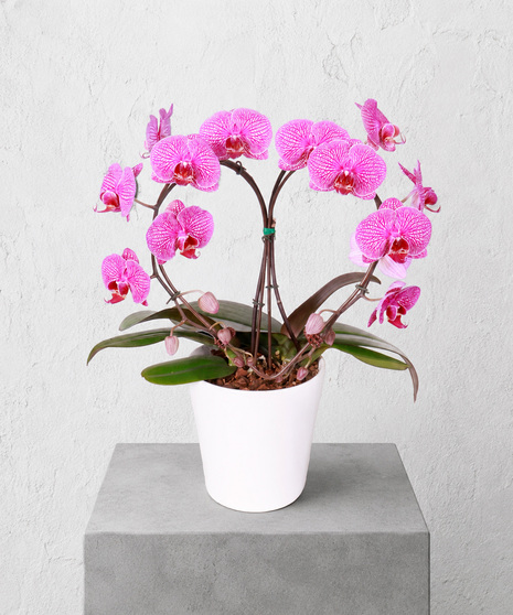 Loving Heart Orchid