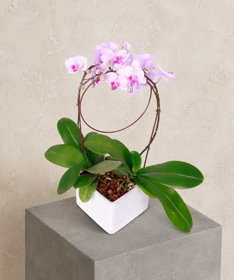 Orbit of Orchids