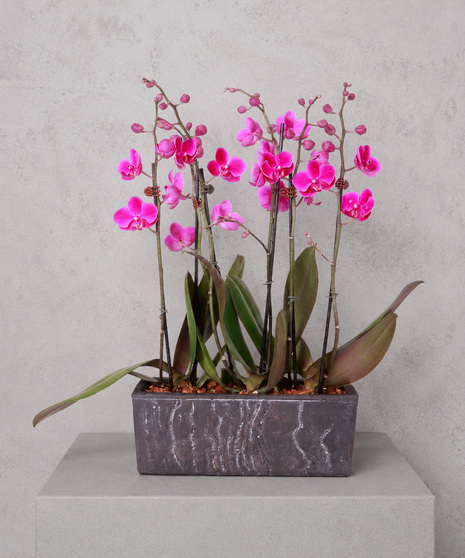 Orchid Bloom Wall