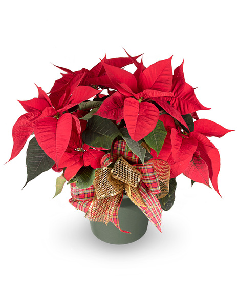 Single Poinsettia Plant