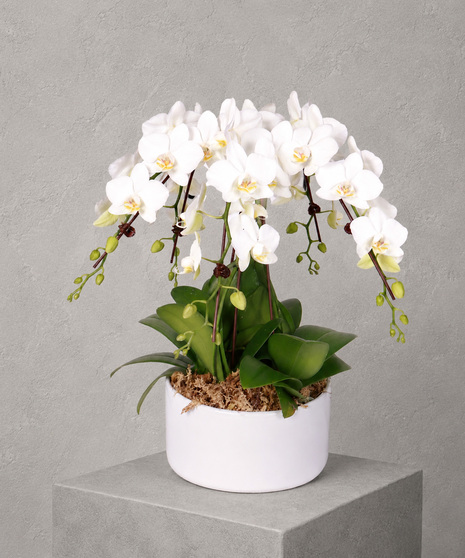 Umbrella Orchid